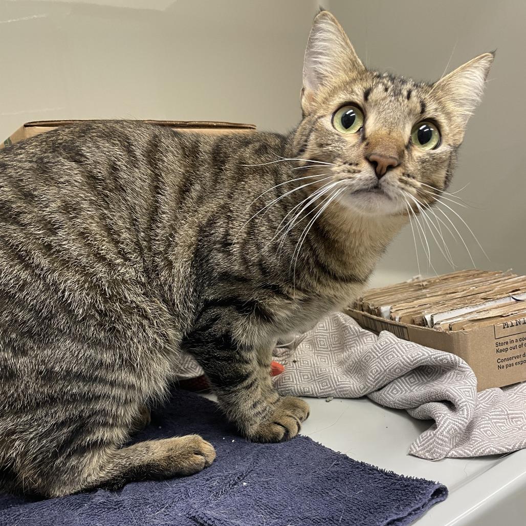 Enlarge CinnaGirl, a Adoptable Domestic Short Hair in Saint Charles, MO image 1/3