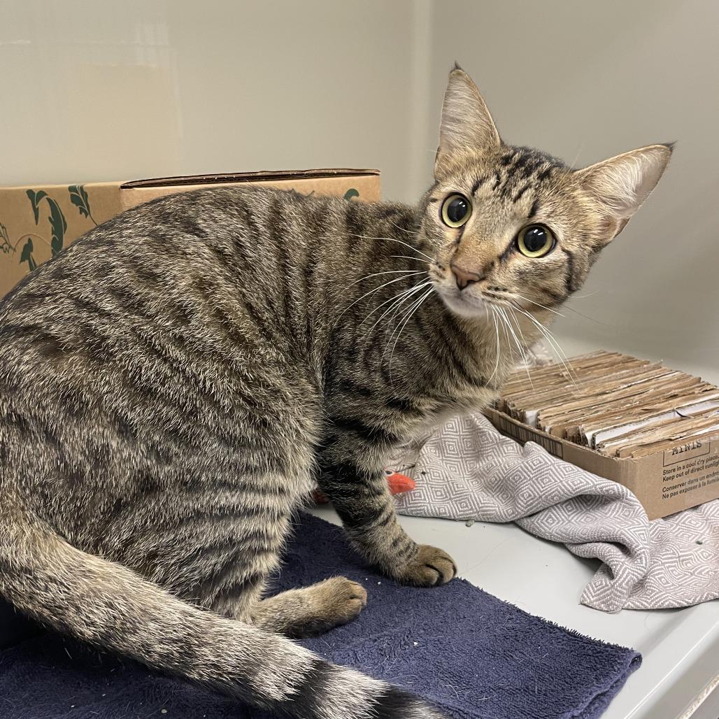 Enlarge CinnaGirl, a Adoptable Domestic Short Hair in Saint Charles, MO image 2/3