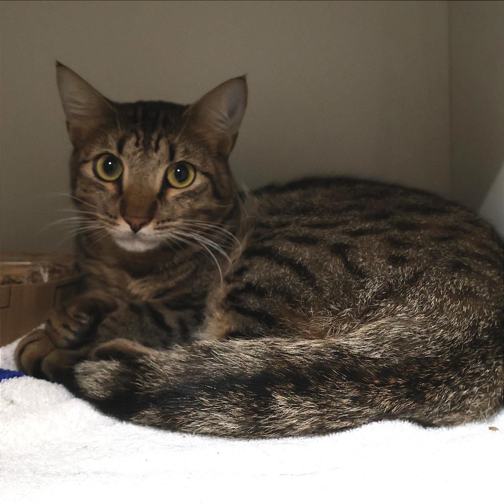 Enlarge CinnaGirl, a Adoptable Domestic Short Hair in Saint Charles, MO image 3/3