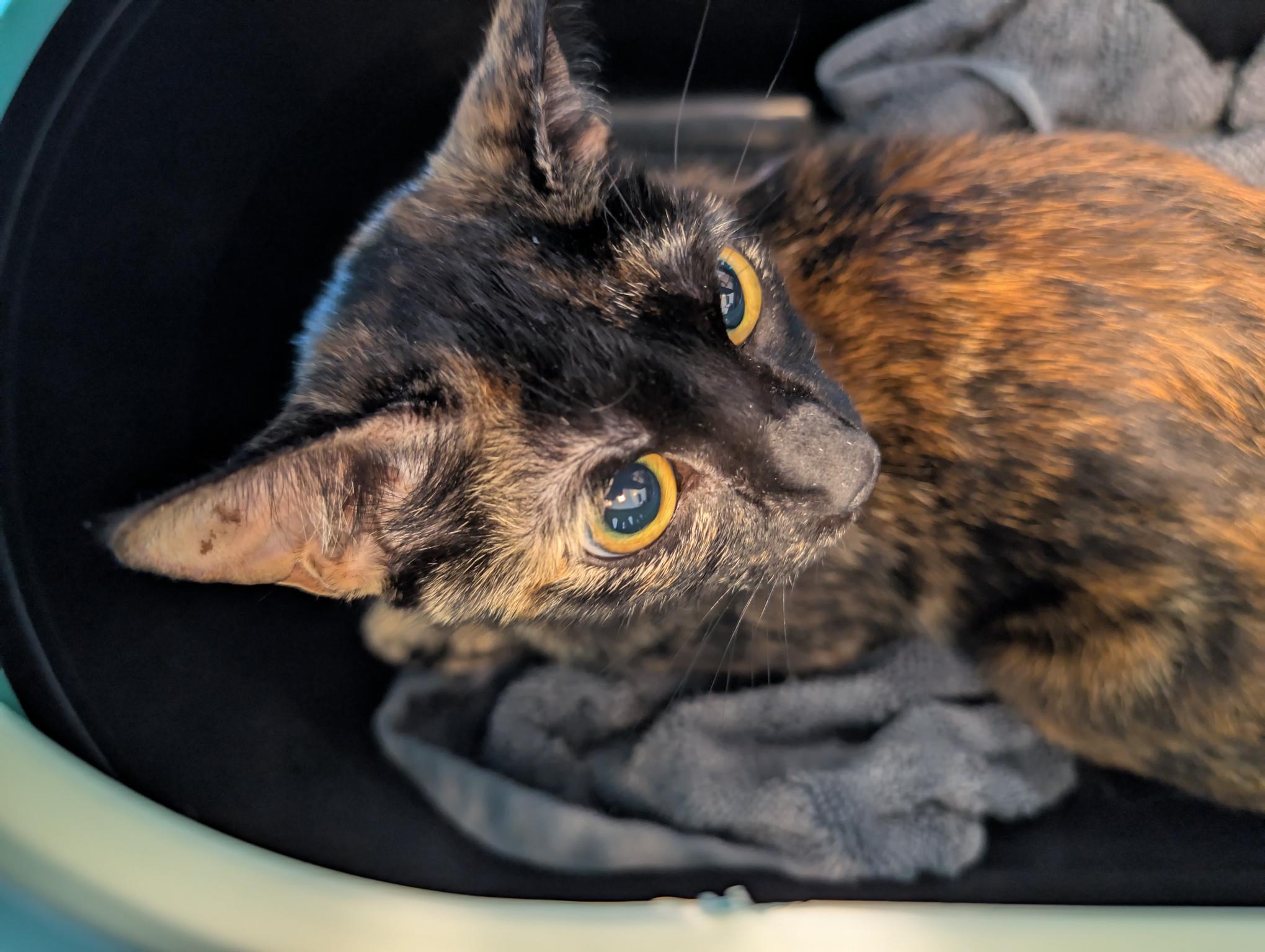 Penny A212983