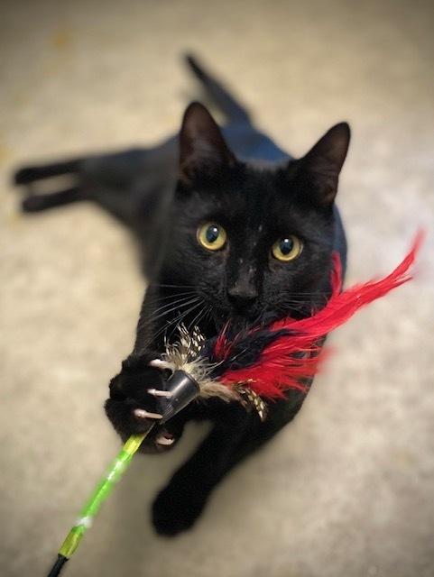 Nicky, Adoptable, Adult Male Domestic Medium Hair.