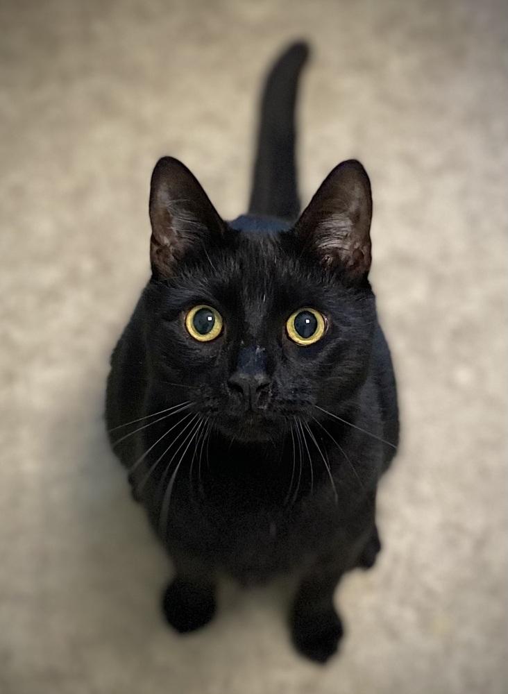 Enlarge Nicky, a Adoptable Domestic Medium Hair in Duxbury, MA image 2/4