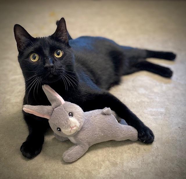 Enlarge Nicky, a Adoptable Domestic Medium Hair in Duxbury, MA image 3/4