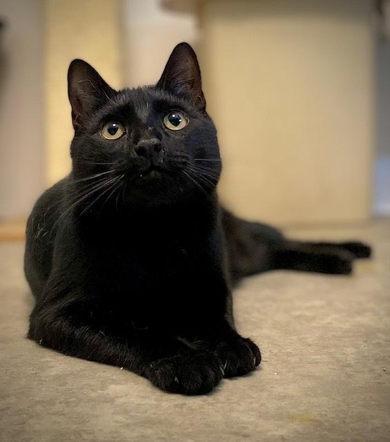 Enlarge Nicky, a Adoptable Domestic Medium Hair in Duxbury, MA image 4/4