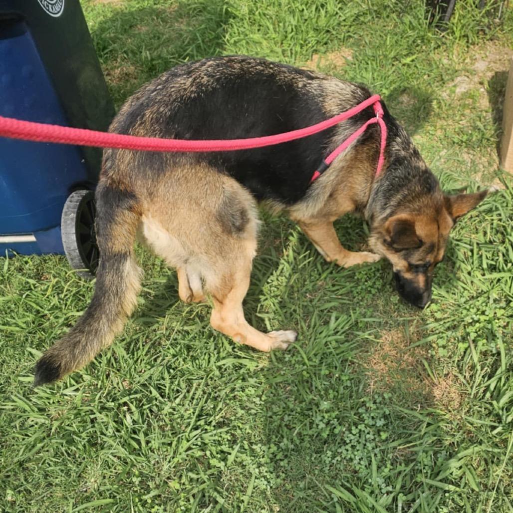 Kai, Adoptable, Adult Female German Shepherd Dog.