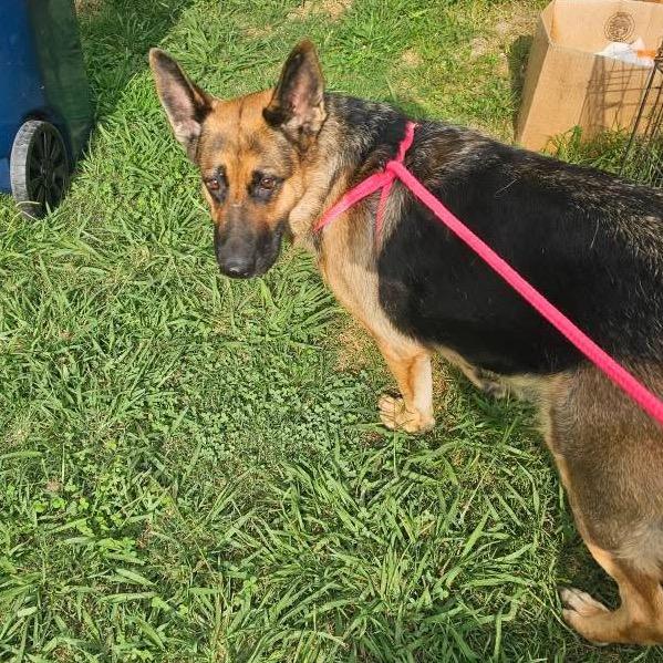 Enlarge Kai, a Adoptable German Shepherd Dog in Rossville, GA image 2/6