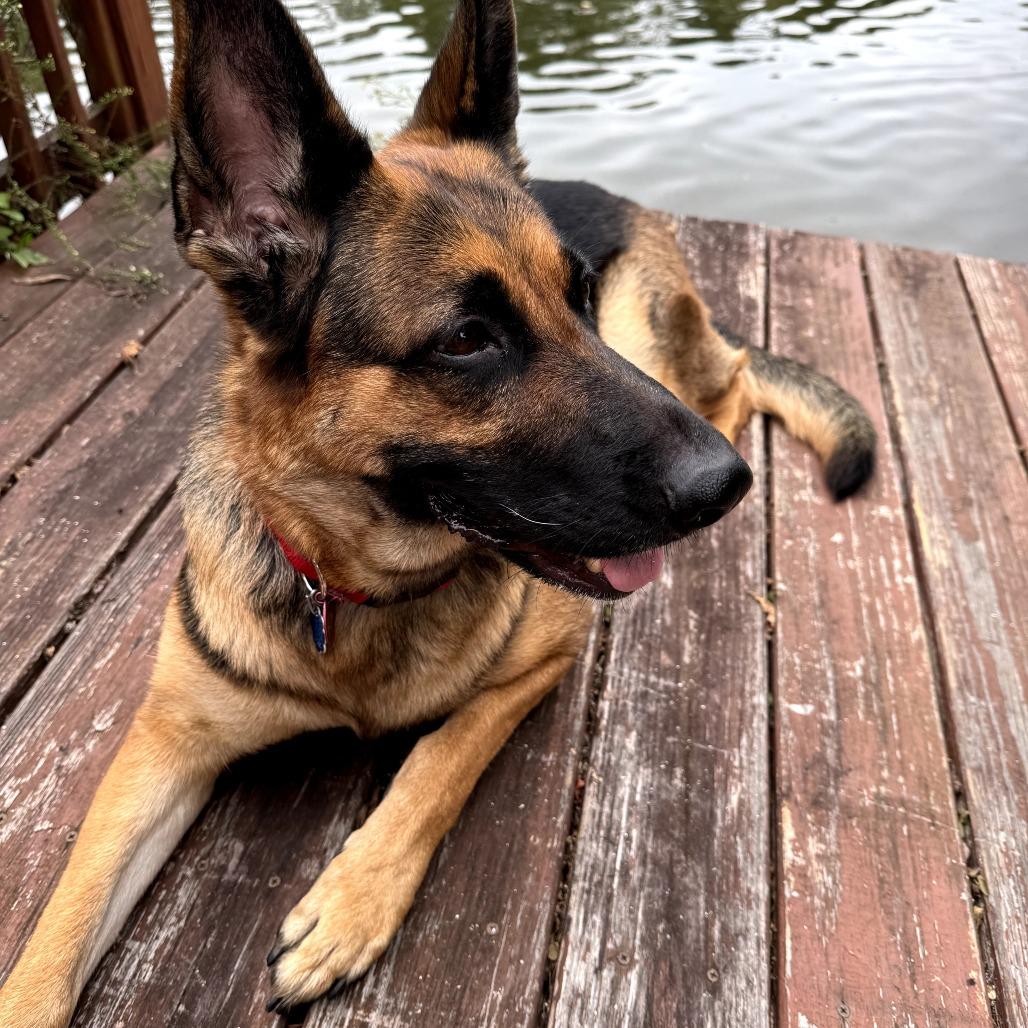 Enlarge Kai, a Adoptable German Shepherd Dog in Rossville, GA image 3/6