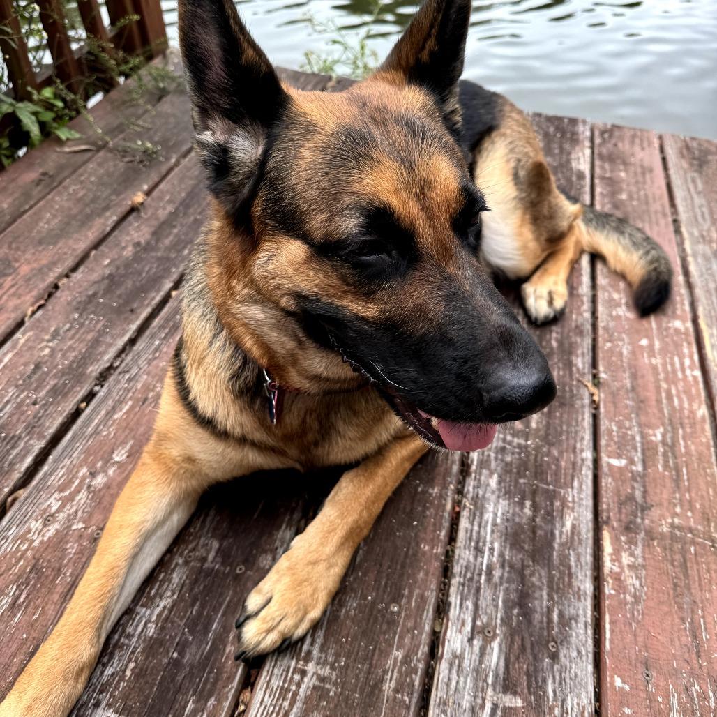 Enlarge Kai, a Adoptable German Shepherd Dog in Rossville, GA image 4/6