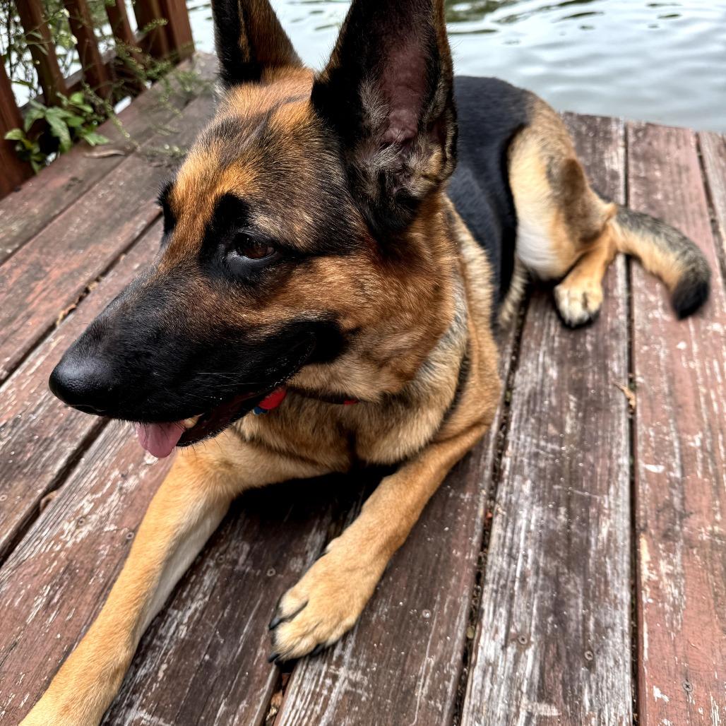 Enlarge Kai, a Adoptable German Shepherd Dog in Rossville, GA image 5/6