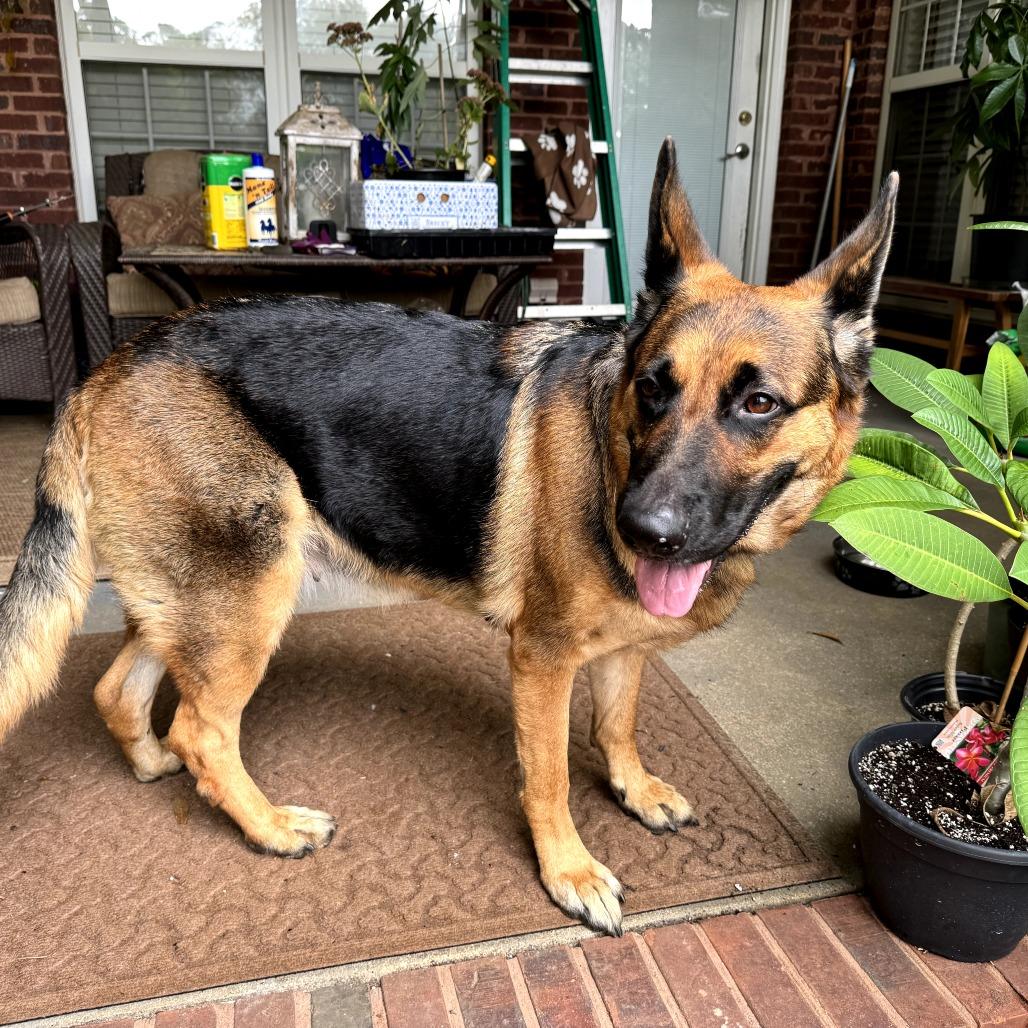 Enlarge Kai, a Adoptable German Shepherd Dog in Rossville, GA image 6/6