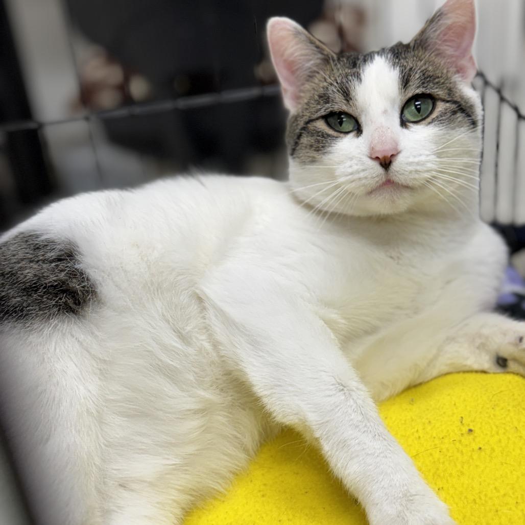 Jackson, Adoptable, Young Male Domestic Short Hair.