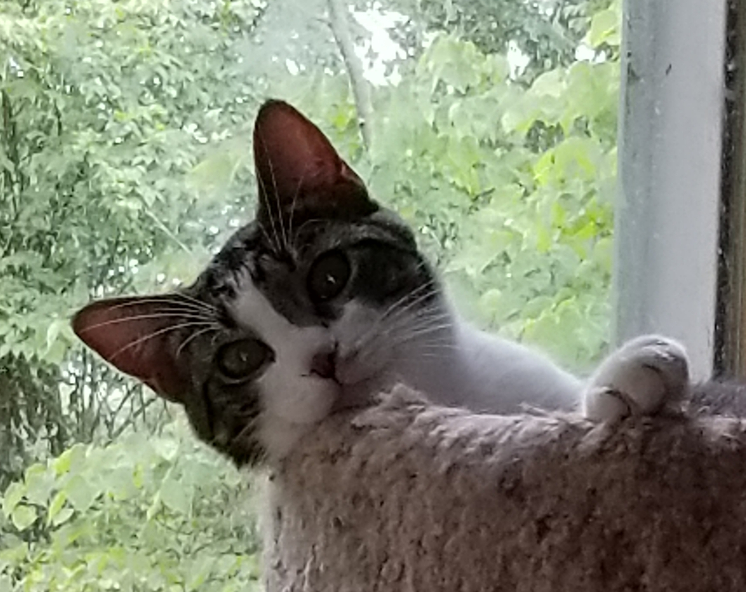 OPHELIA, Adoptable, Adult Female Tiger & Maine Coon.