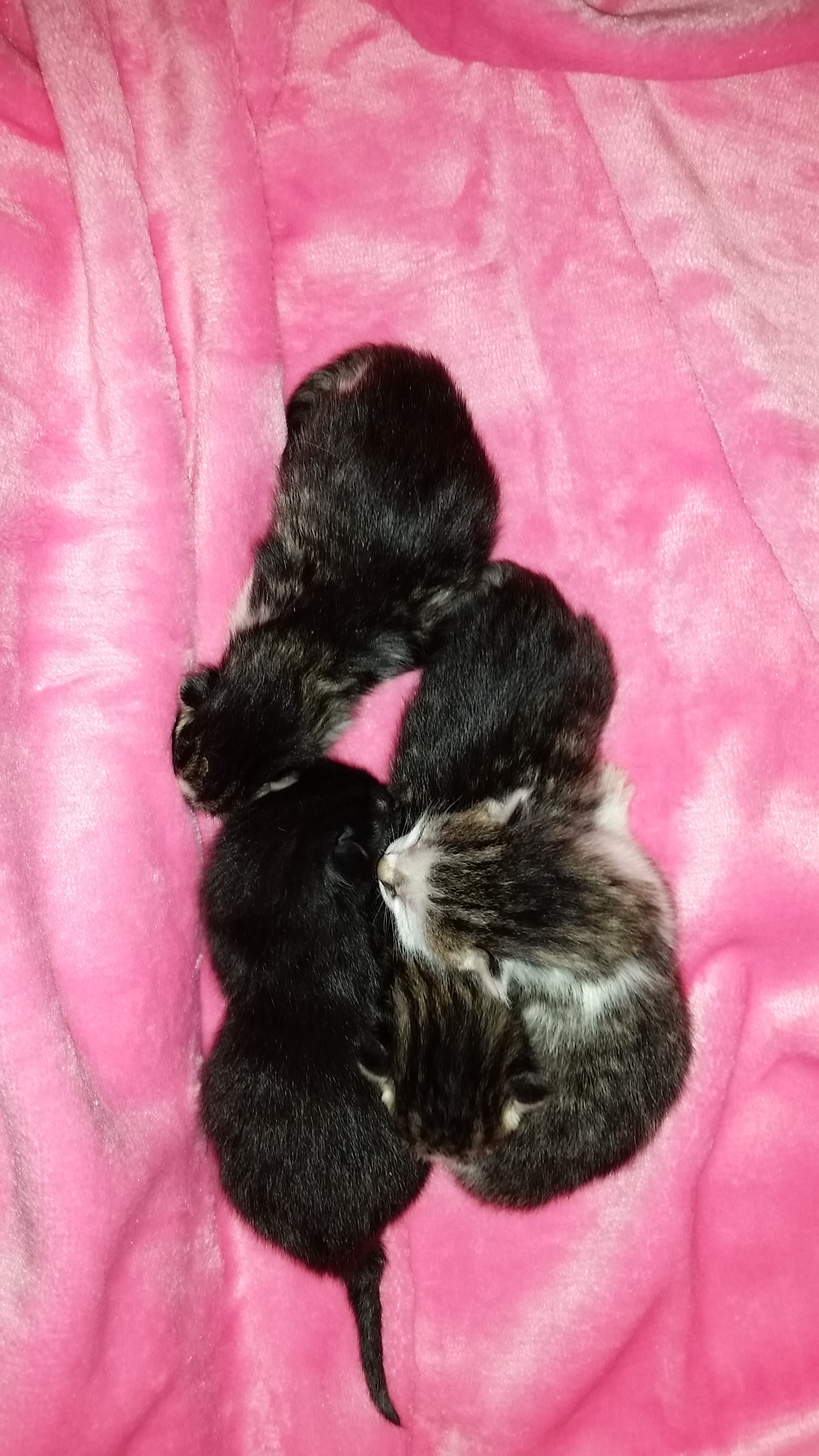 OPHELIA, a Adoptable mixed breed in Sardinia, OH image 2/6