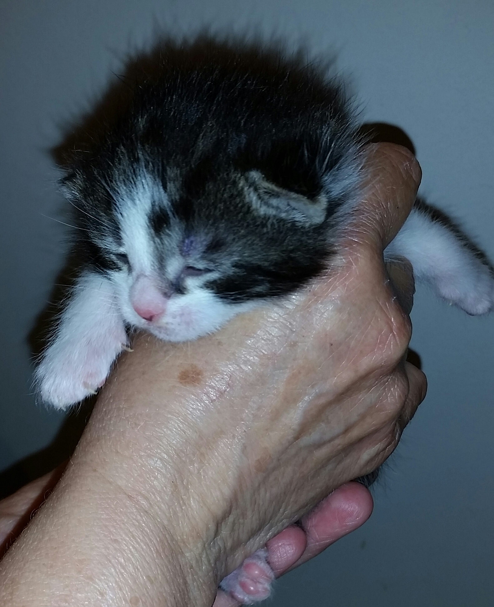 OPHELIA, Adoptable, Adult Female Tiger & Maine Coon.