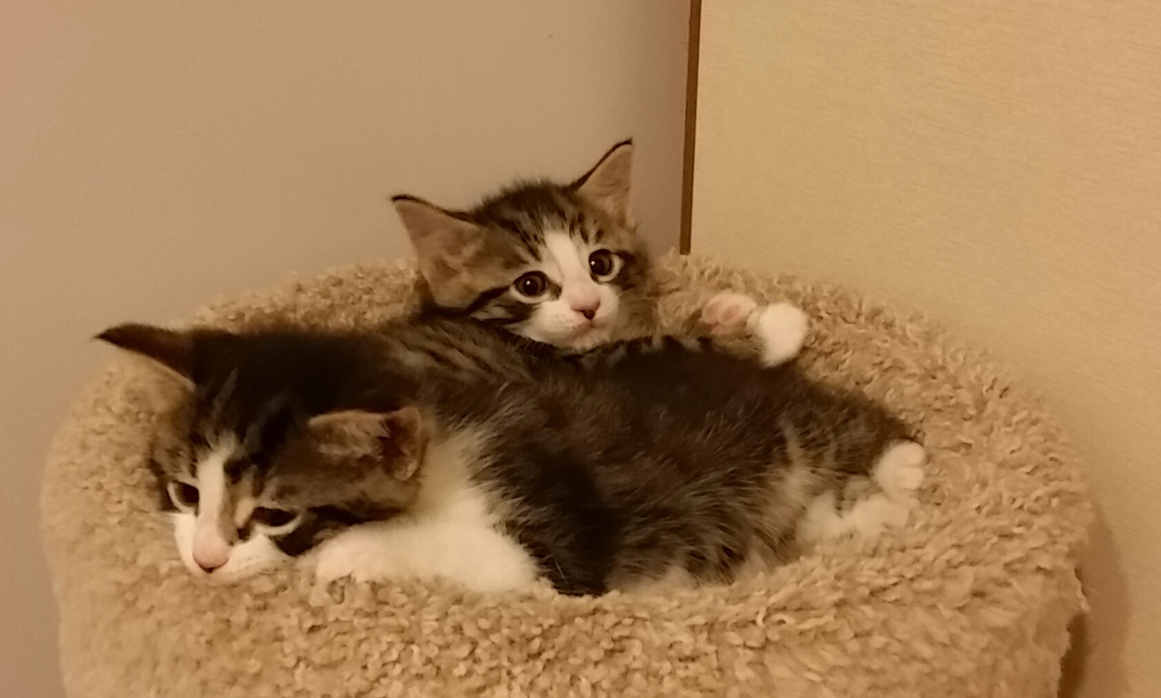 OPHELIA, a Adoptable mixed breed in Sardinia, OH image 4/6