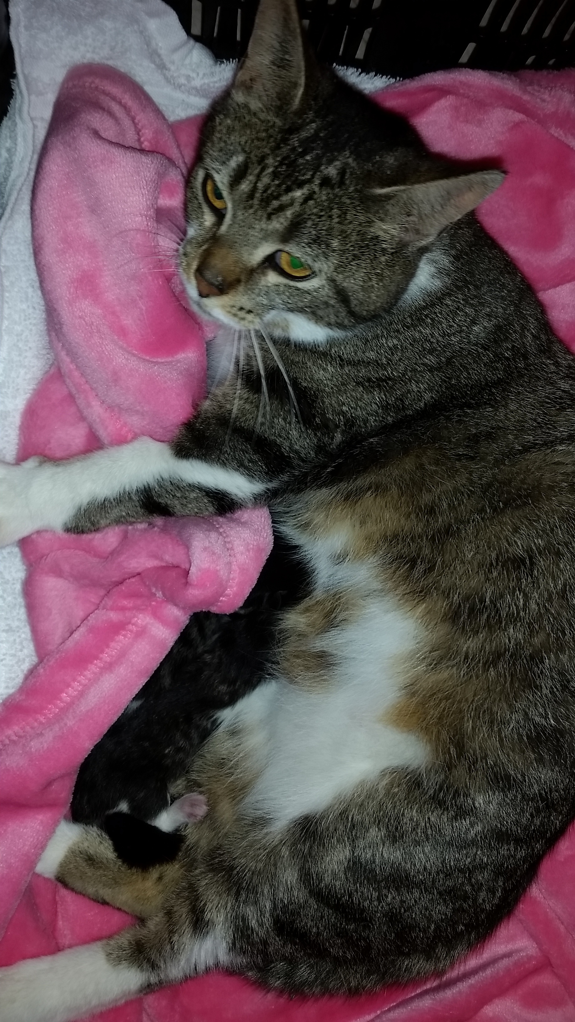 OPHELIA, a Adoptable mixed breed in Sardinia, OH image 5/6