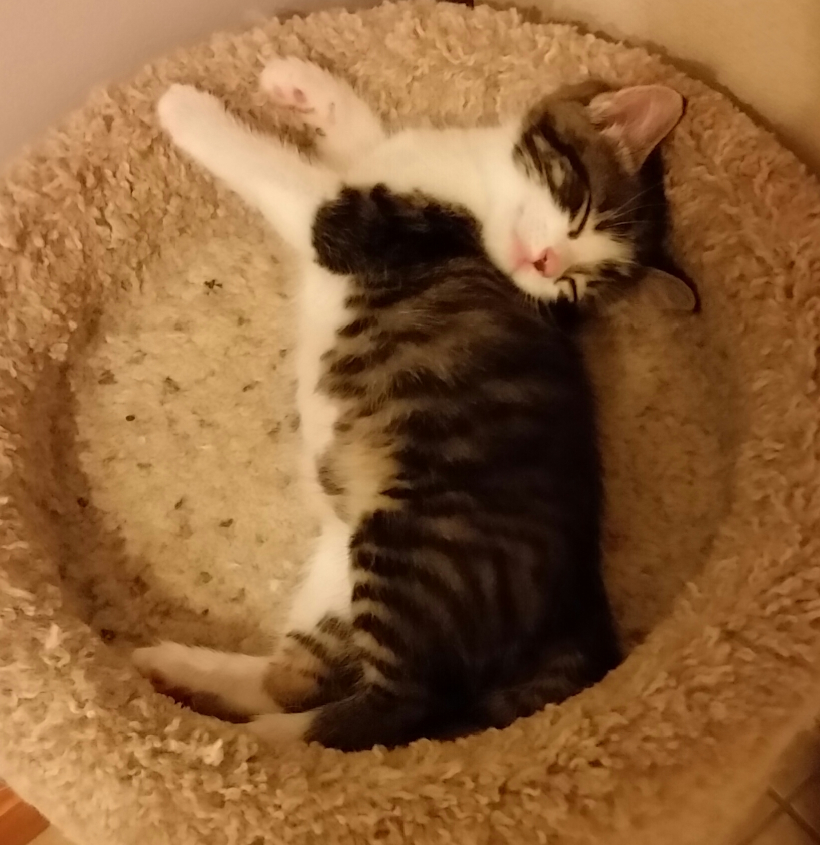 OPHELIA, a Adoptable mixed breed in Sardinia, OH image 6/6