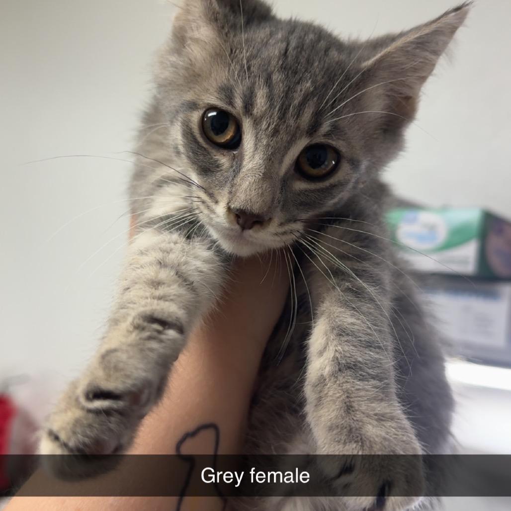 Shine, Adoptable, Kitten Female Domestic Short Hair.