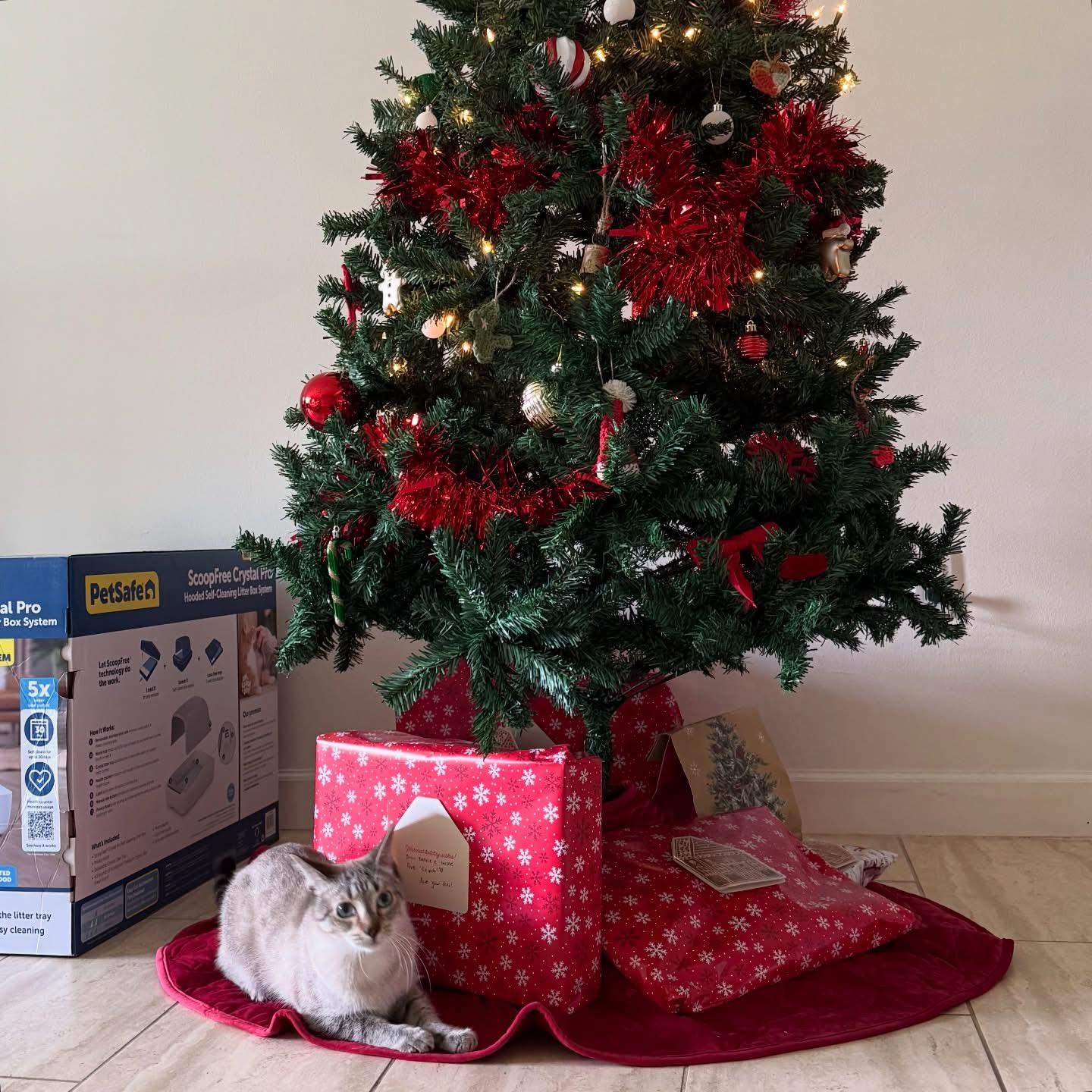 Enlarge Khan, a ADOPTABLE mixed breed in Miami, FL image 4/6