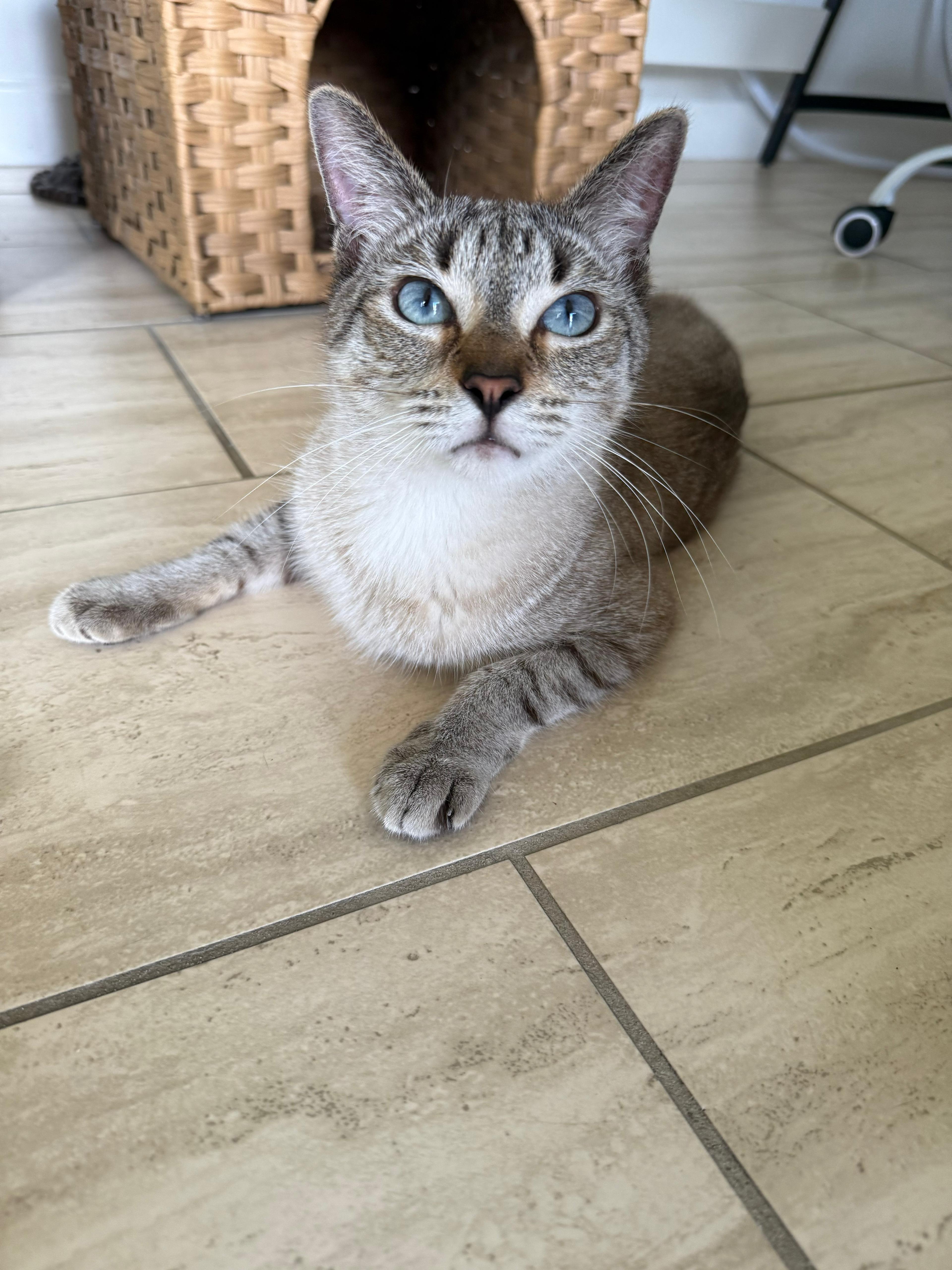 Enlarge Khan, a ADOPTABLE mixed breed in Miami, FL image 1/6