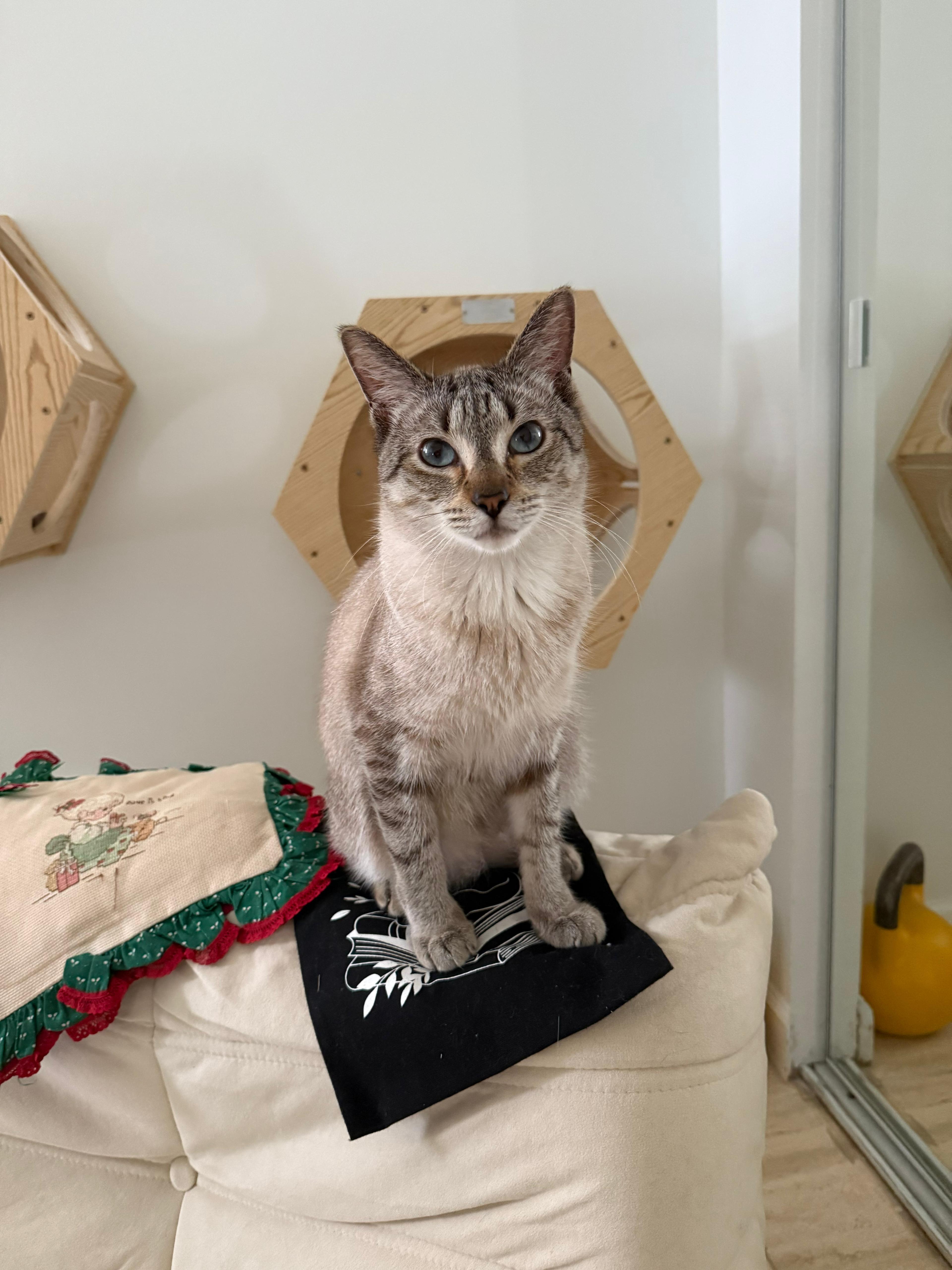 Enlarge Khan, a ADOPTABLE mixed breed in Miami, FL image 2/6