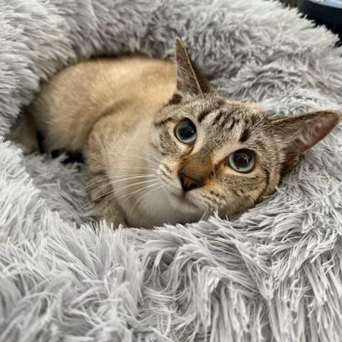 Enlarge Khan, a ADOPTABLE mixed breed in Miami, FL image 3/6