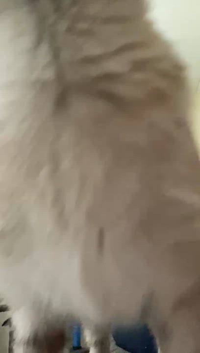 Enlarge Khan, a ADOPTABLE mixed breed in Miami, FL video 6/6