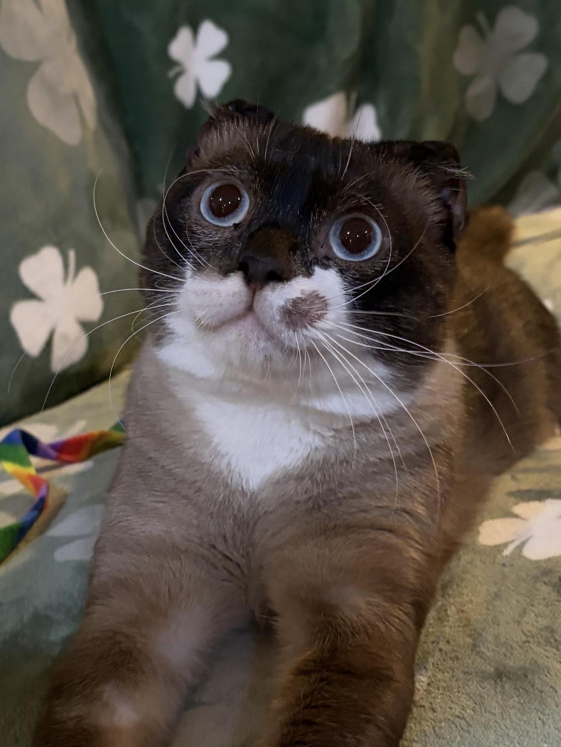 Omda, Adoptable, Adult Male Scottish Fold & Siamese.