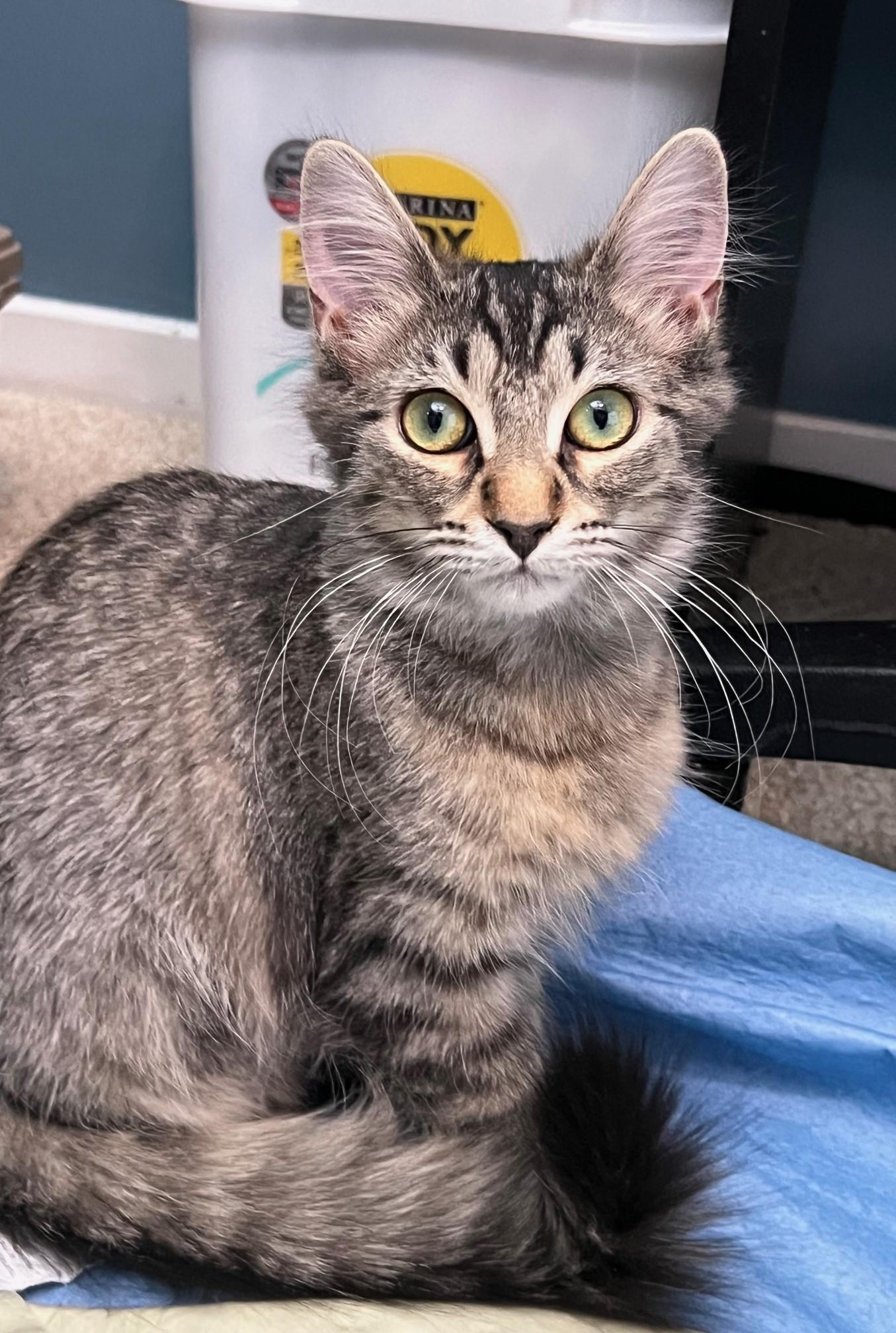 Enlarge Lola (with Coco), a Adoptable Domestic Long Hair in Sterling Heights, MI image 2/4