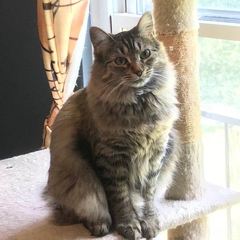 Lola (with Coco), Adoptable, Adult Female Domestic Long Hair.