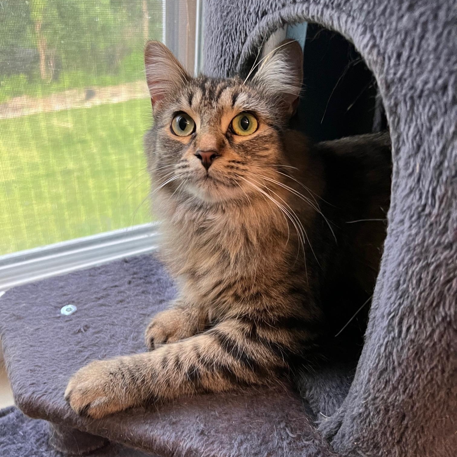 Enlarge Lola (with Coco), a Adoptable Domestic Long Hair in Sterling Heights, MI image 4/4