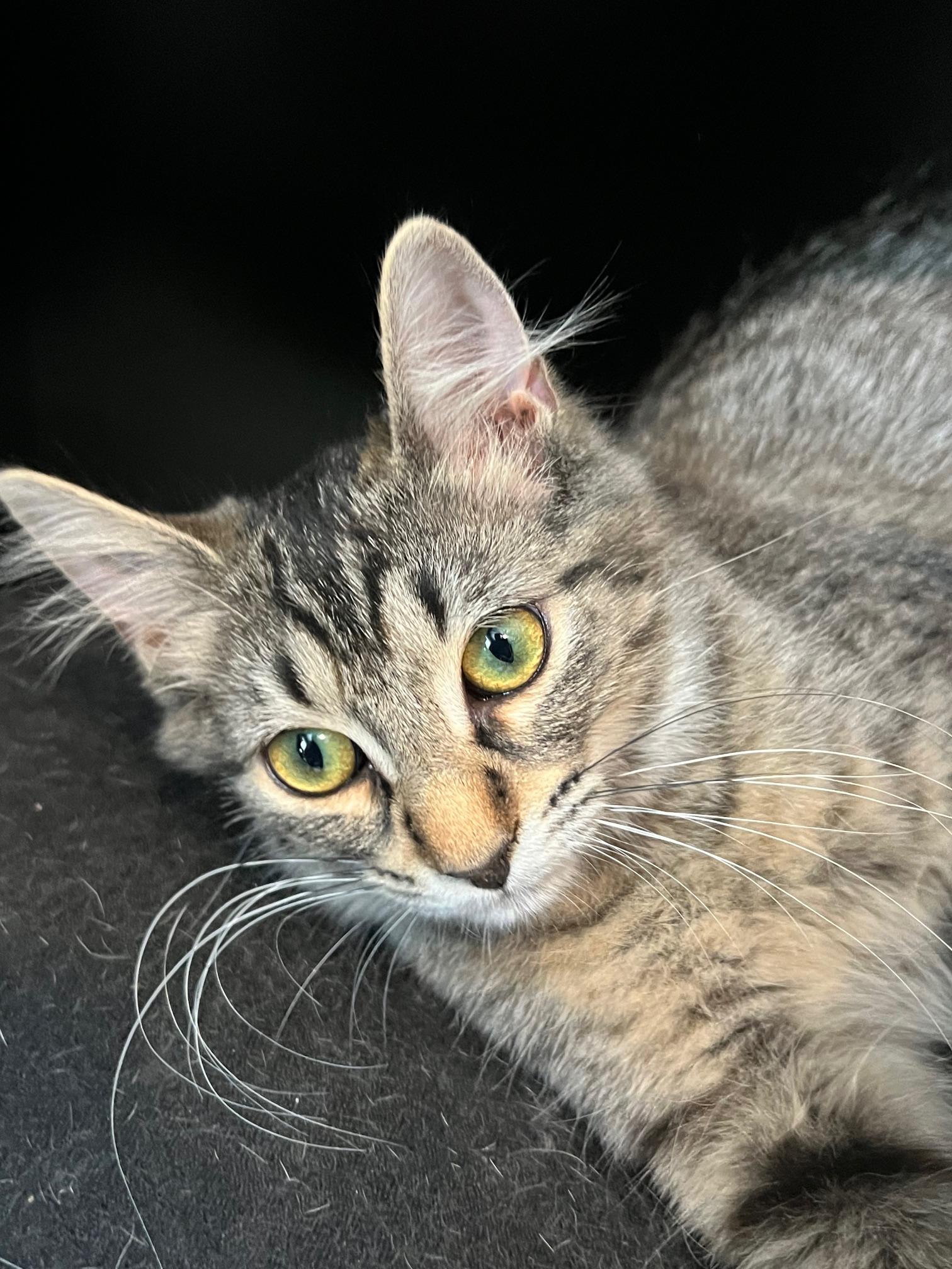 Enlarge Lola (with Coco), a Adoptable Domestic Long Hair in Sterling Heights, MI image 3/4