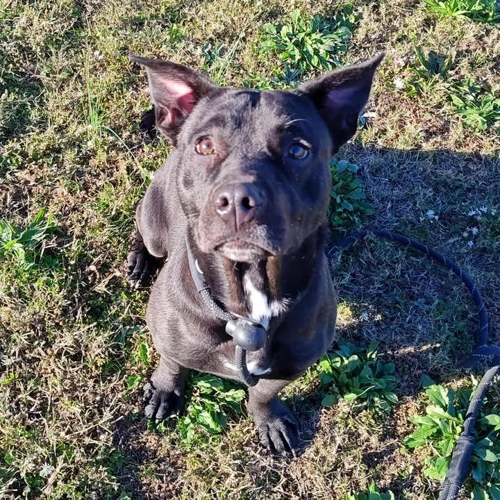 Enlarge Lucy, a Adoptable Pit Bull Terrier in Springdale, AR image 1/1