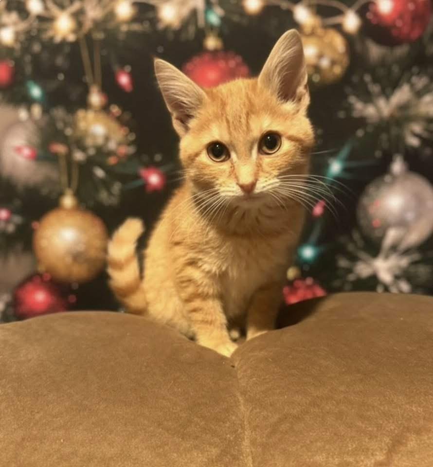 Enlarge Antonio, a Adopted Domestic Short Hair in Toledo, OH image 2/3