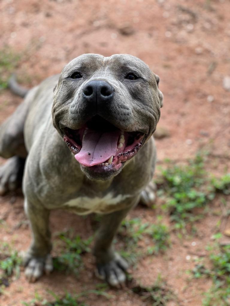 Noggin, Adoptable, Adult Male Pit Bull Terrier.