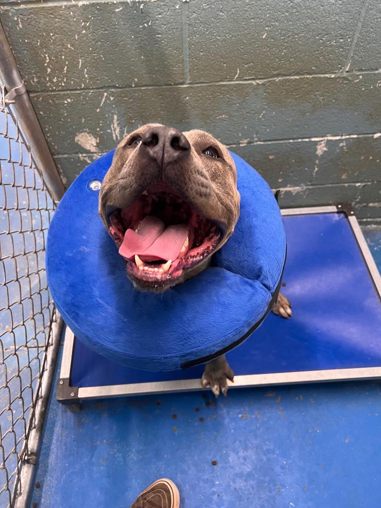 Noggin, a Adoptable Pit Bull Terrier in Danielsville, GA image 2/3