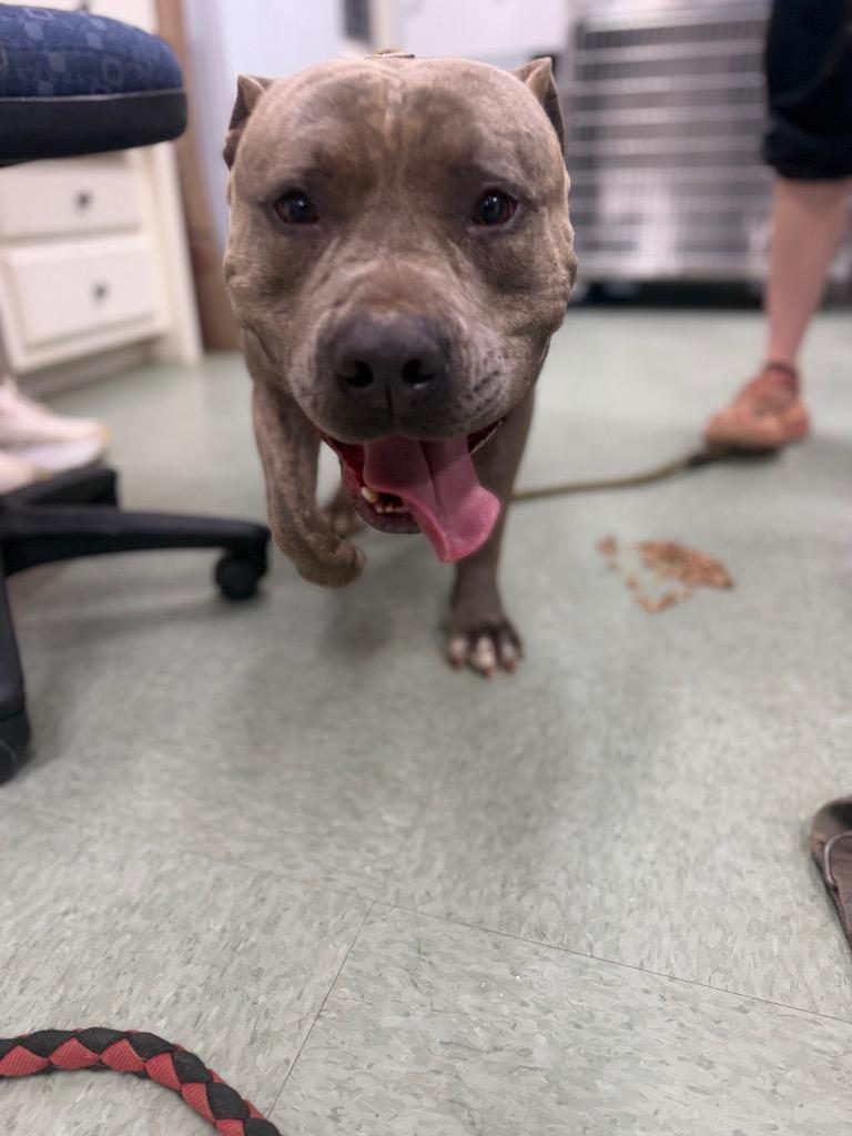 Noggin, a Adoptable Pit Bull Terrier in Danielsville, GA image 3/3