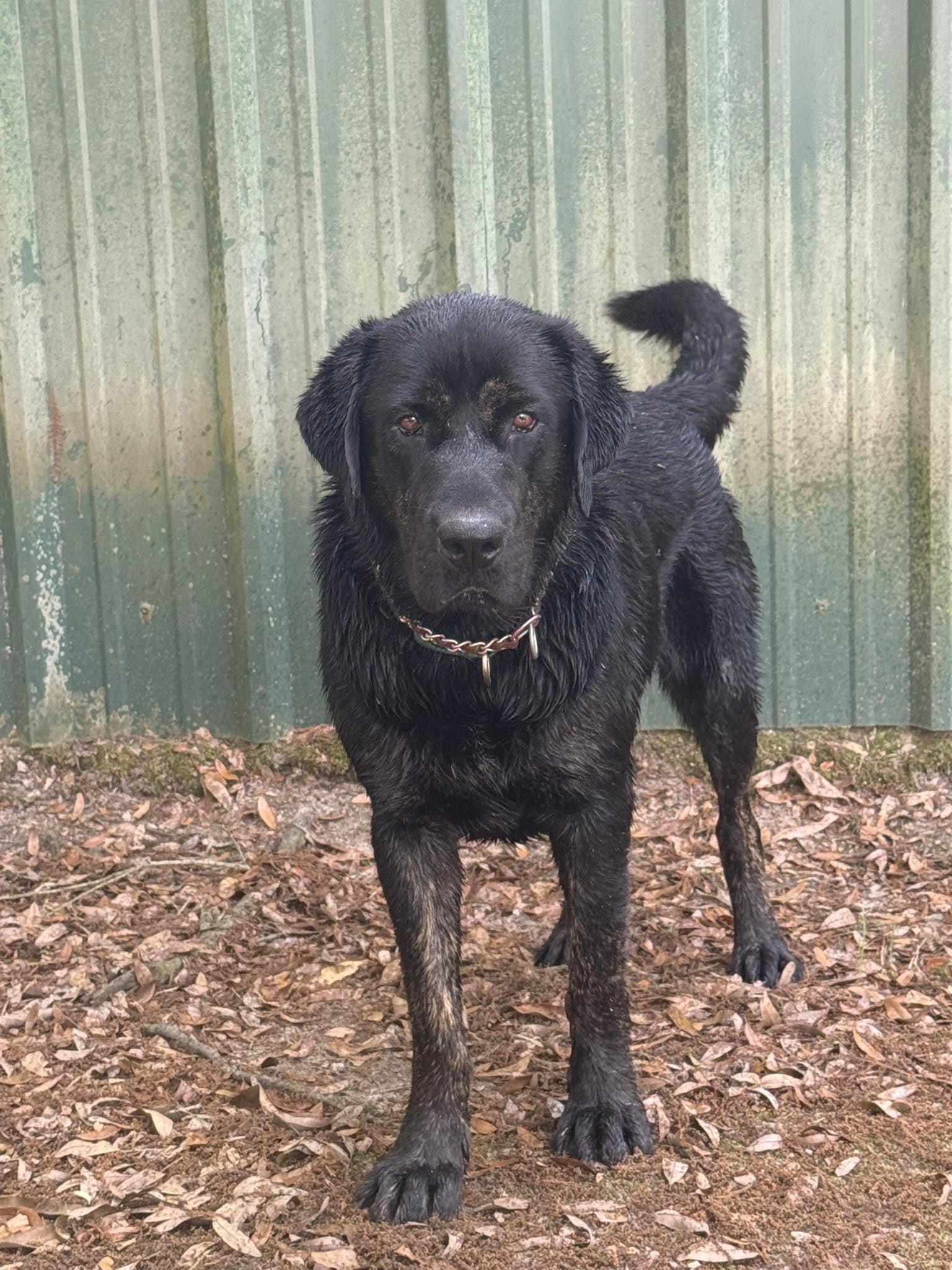 Enlarge Beckham (Adoption Pending), a Adoptable mixed breed in Hagerstown, MD image 2/4