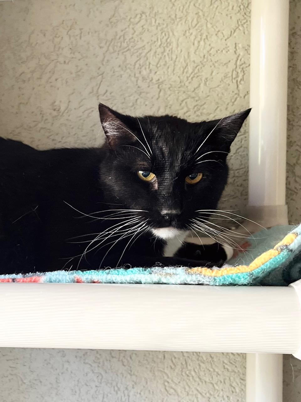 Gideon, ADOPTABLE, Adult Male Domestic Short Hair.