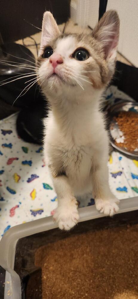 Enlarge Scarecrow, a Adoptable Domestic Short Hair in North Brunswick, NJ image 1/1