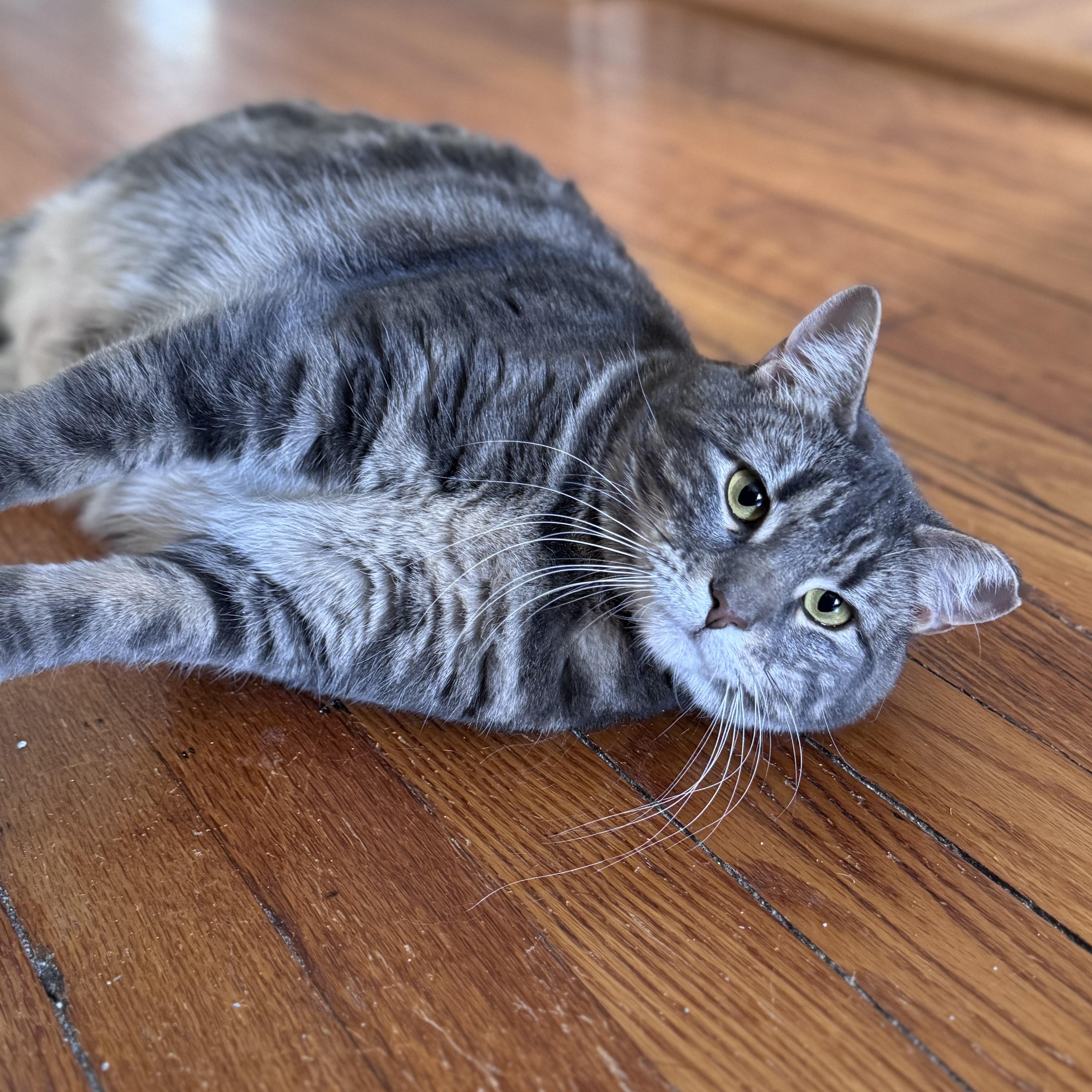 Enlarge Quirky, a ADOPTABLE American Shorthair in Cheshire, CT image 3/4