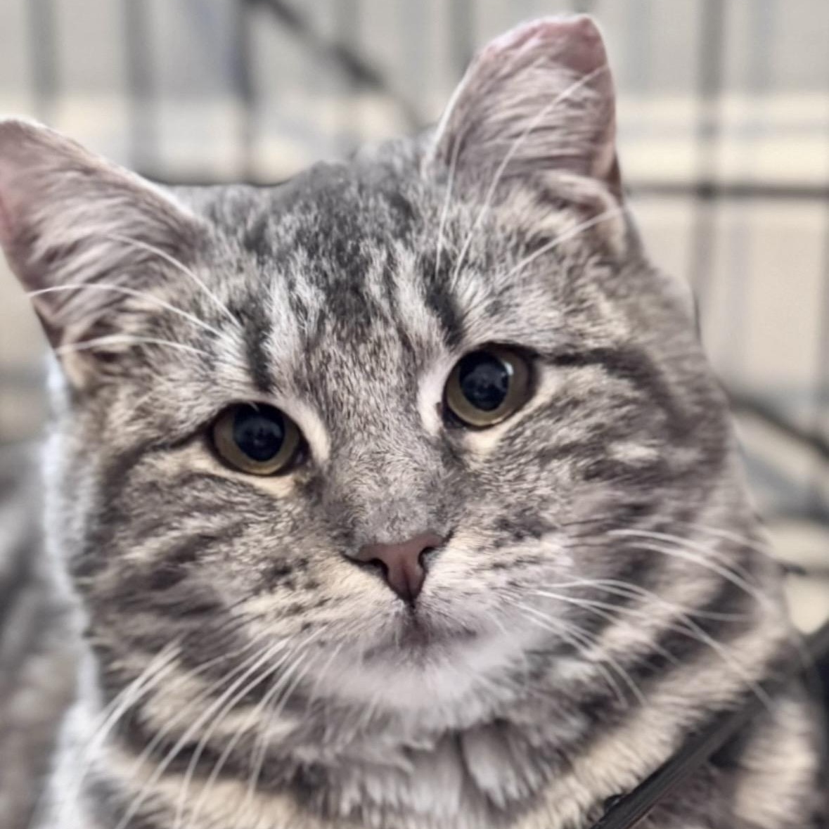 Quirky, ADOPTABLE, Adult Female American Shorthair.