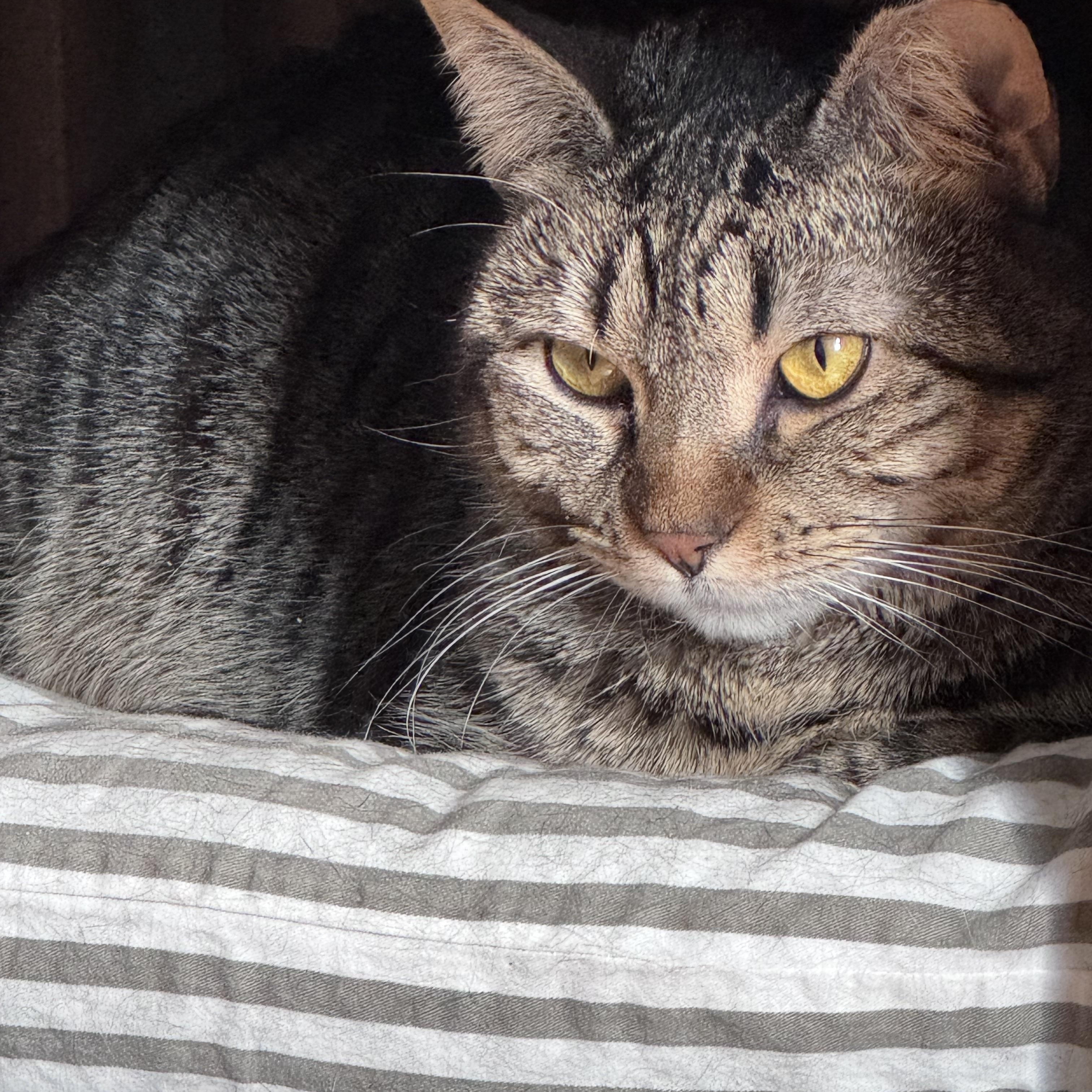 Enlarge Quirky, a ADOPTABLE American Shorthair in Cheshire, CT image 4/4