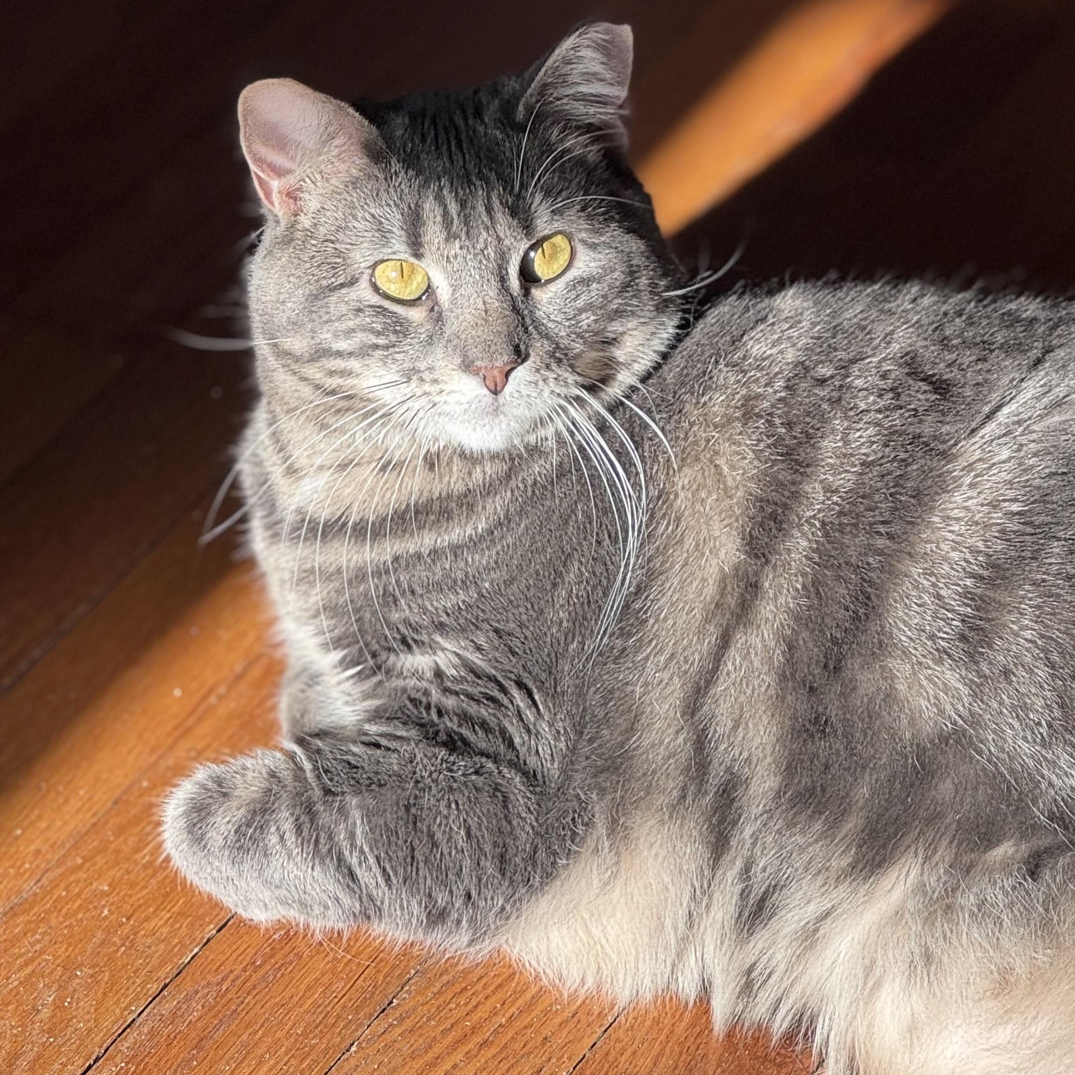 Enlarge Quirky, a ADOPTABLE American Shorthair in Cheshire, CT image 2/4
