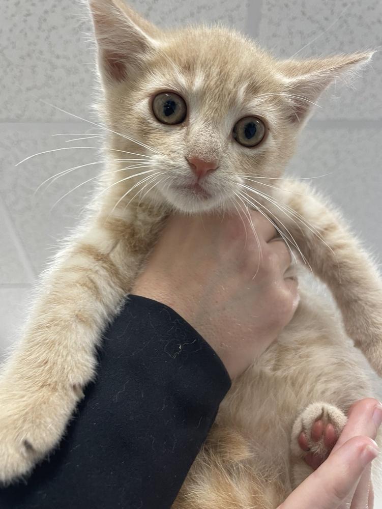 Garth, Adoptable, Kitten Male Domestic Short Hair.