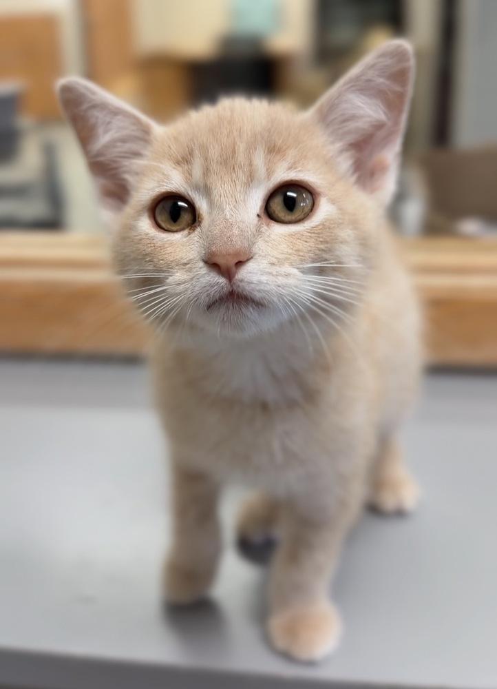 Enlarge Garth, a Adoptable mixed breed in Bemidji, MN image 2/2