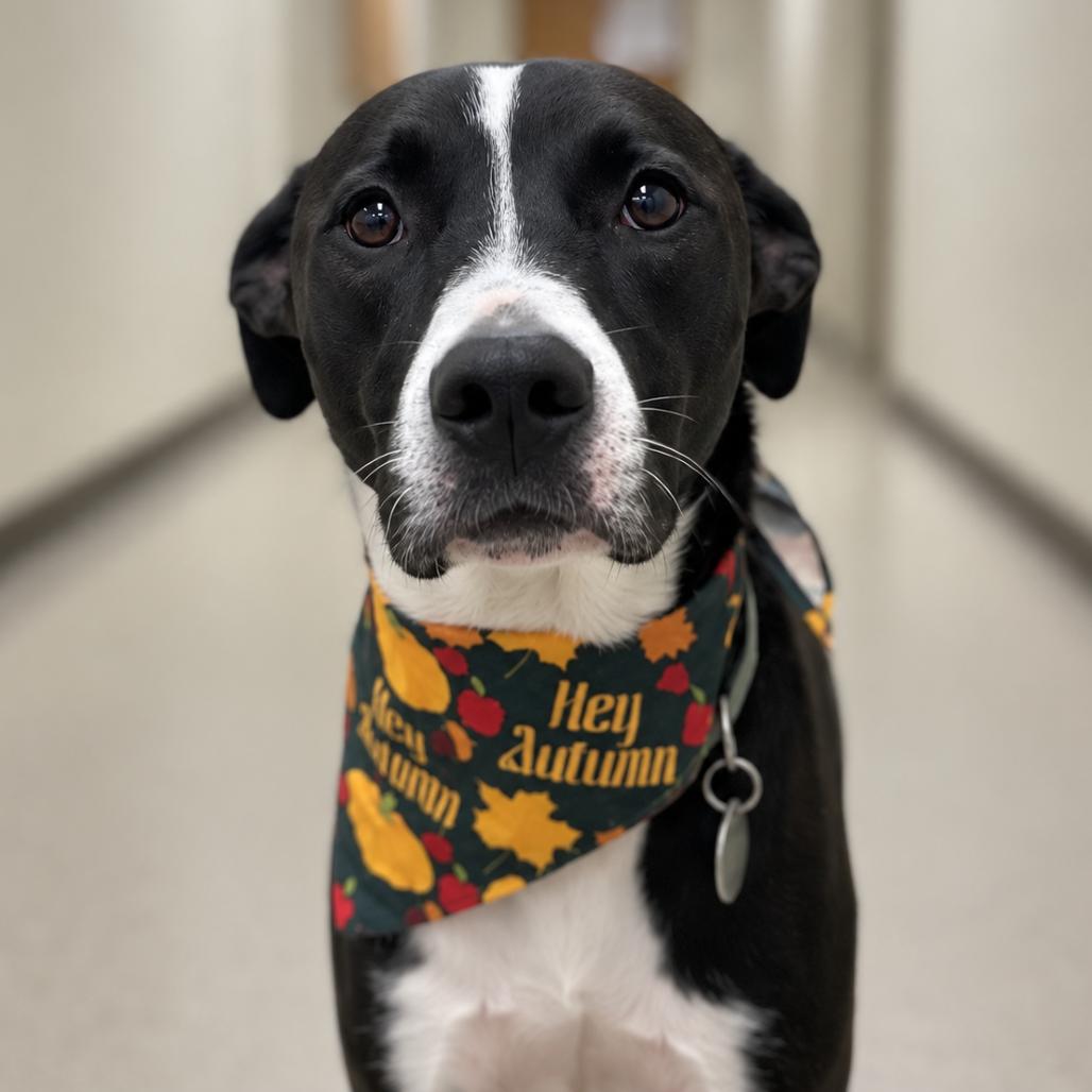Enlarge Oliver, a Adoptable mixed breed in Waggaman, LA image 1/6