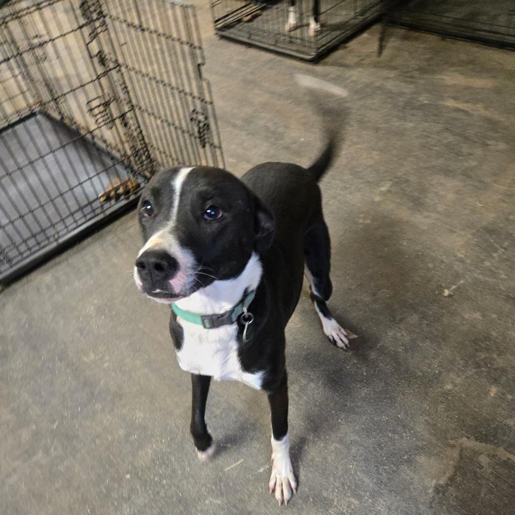 Enlarge Oliver, a Adoptable mixed breed in Waggaman, LA image 2/6