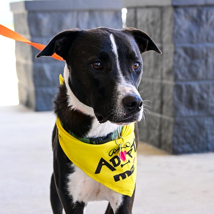 Enlarge Oliver, a Adoptable mixed breed in Waggaman, LA image 3/6