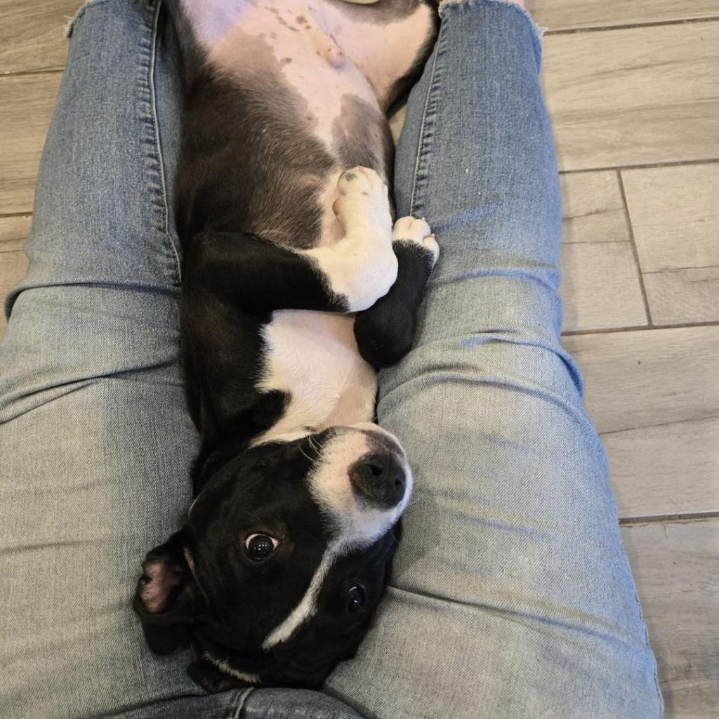 Enlarge Oliver, a Adoptable mixed breed in Waggaman, LA image 4/6